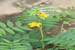 Cassia sophera